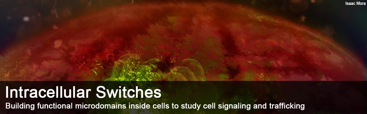 Intracellular Switches
